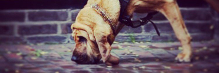 Mantrailing_'s profile banner image