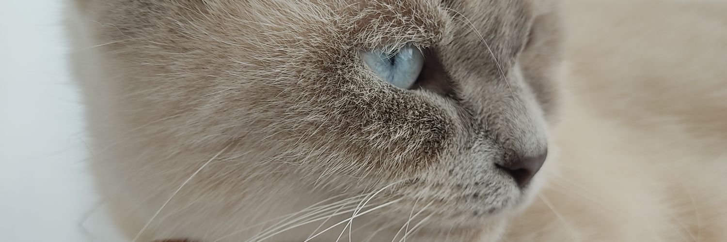 Deryq__'s profile banner image