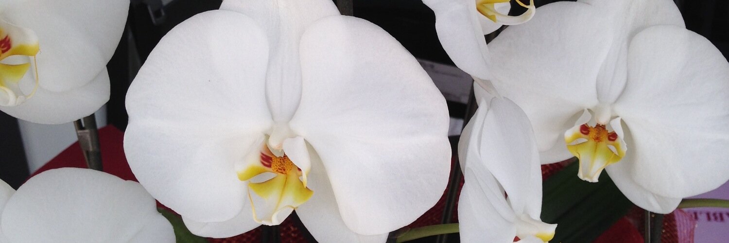 hanahide_com's profile banner image