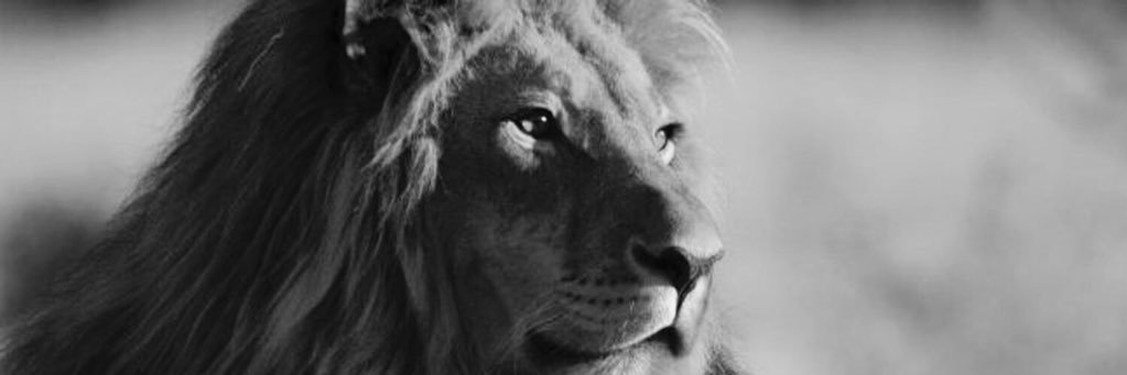 japimens's profile banner image