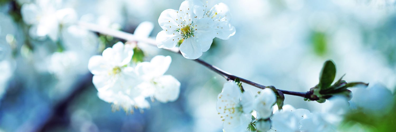 jadran_macleod's profile banner image