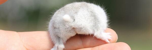 hamster_pics's profile banner image