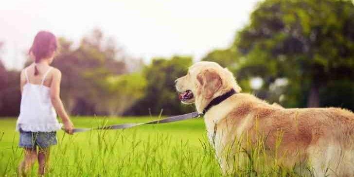 dogwelfarenet's profile banner image