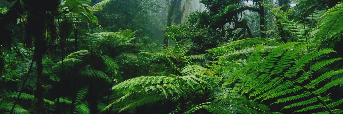 CookyLibre's profile banner image