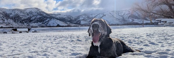 BeardedMangus Profile Banner