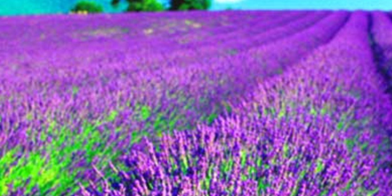 FrenchFrisinger's profile banner image