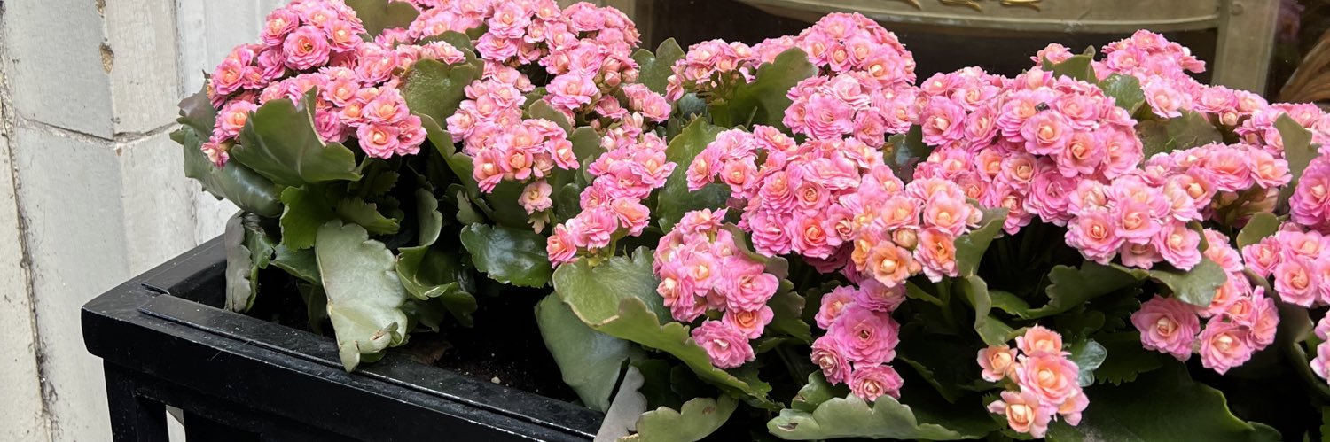 Madison Shook Downing banner