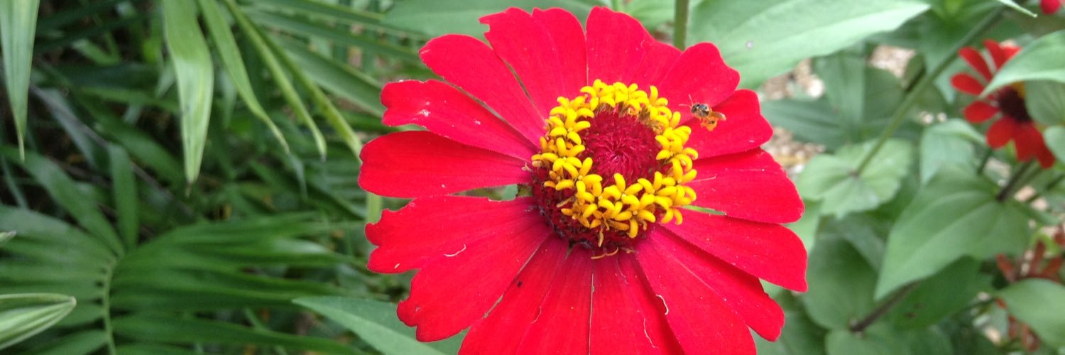 rsecaribemex's profile banner image