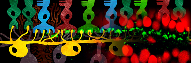 MrKedz's profile banner image