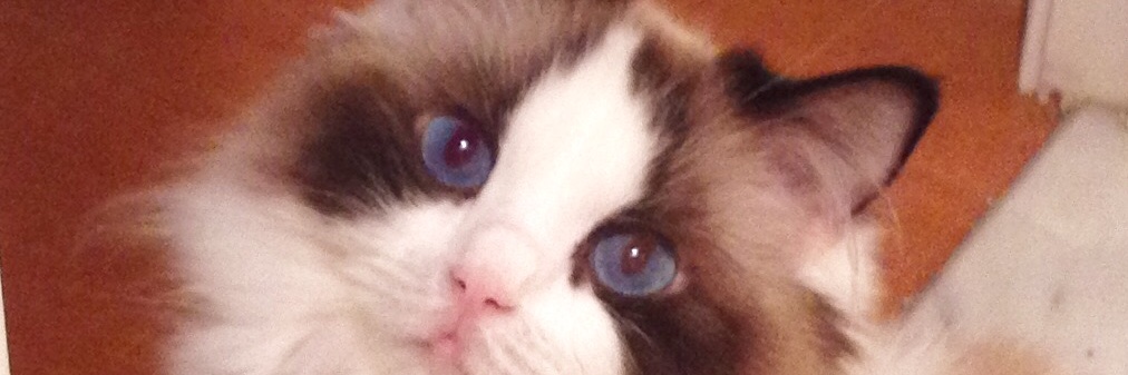 CatsEyeWatching's profile banner image