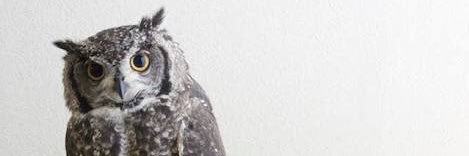 べんがる🦉 banner