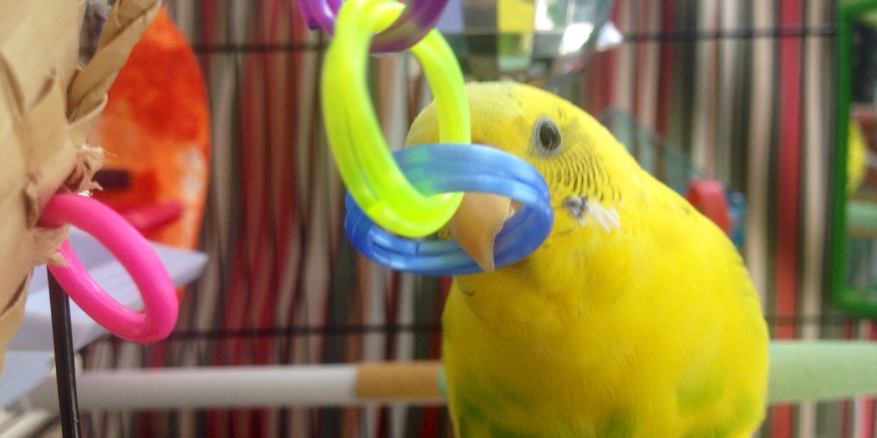 parakeetchicken's profile banner image