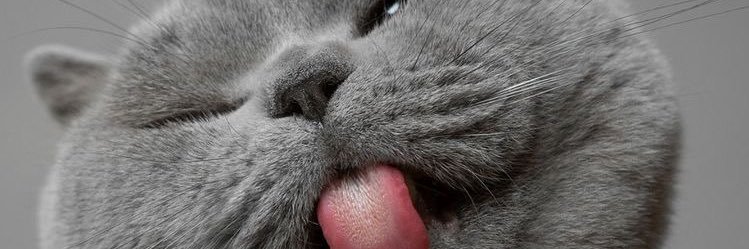 schatca's profile banner image