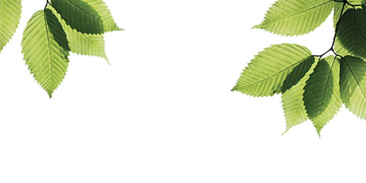 Dania Trapani banner