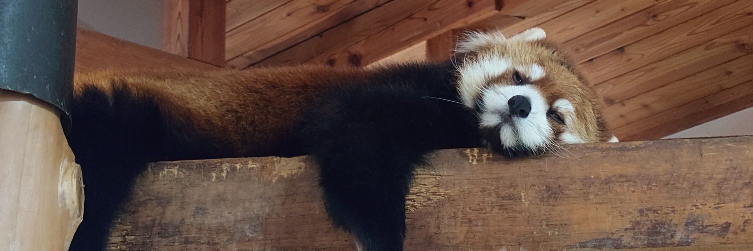 zero_raptor_x's profile banner image