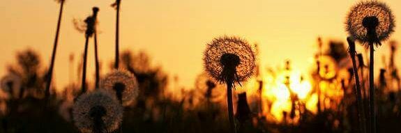 dinnie_april's profile banner image