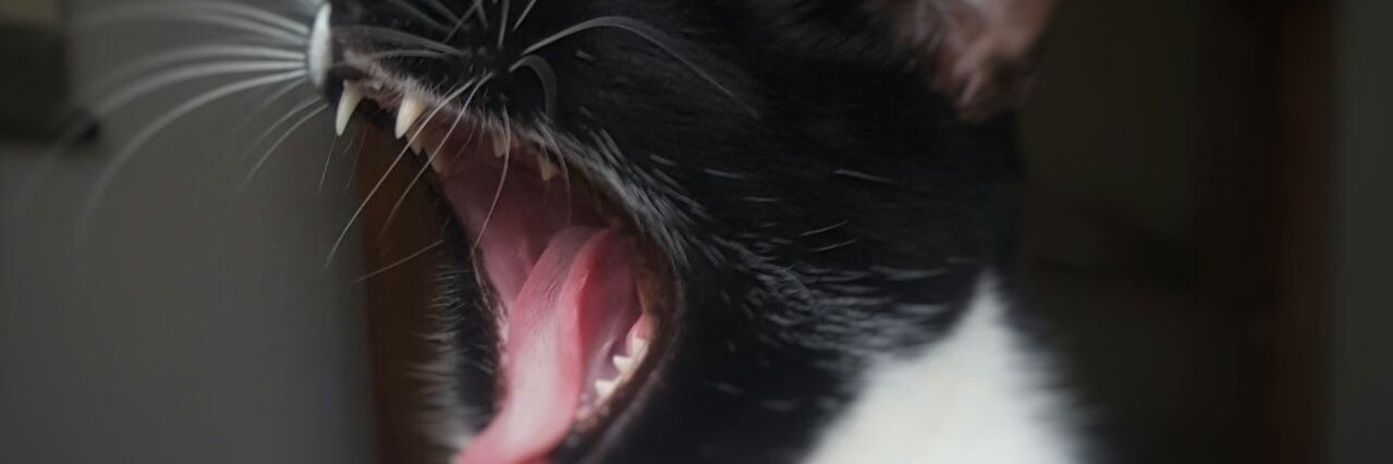 eincompreendida's profile banner image