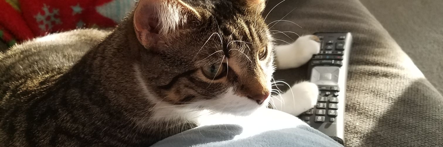 meowzerman19's profile banner image