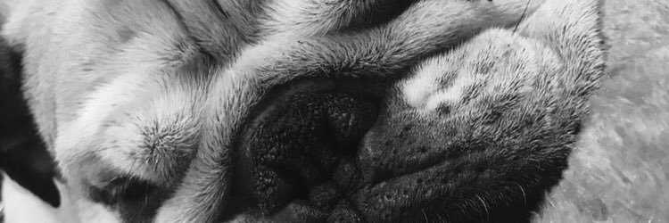 Harley S banner