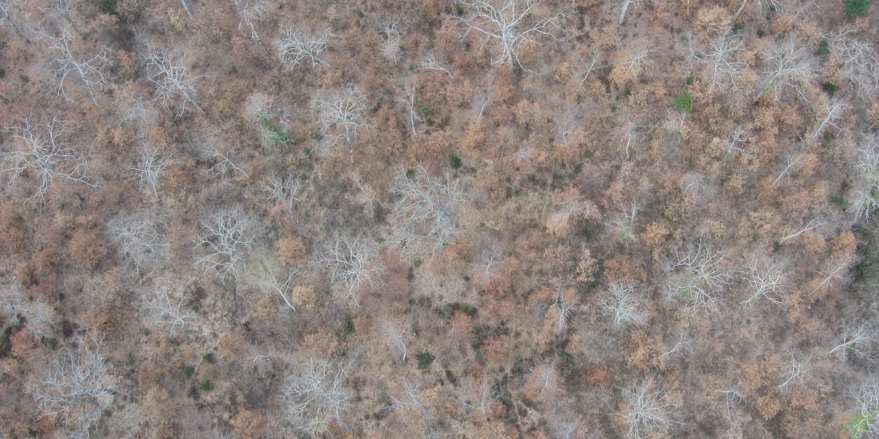 xforest75's profile banner image