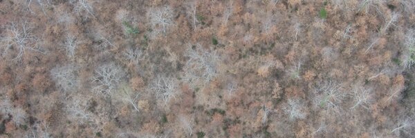 xforest75 Profile Banner