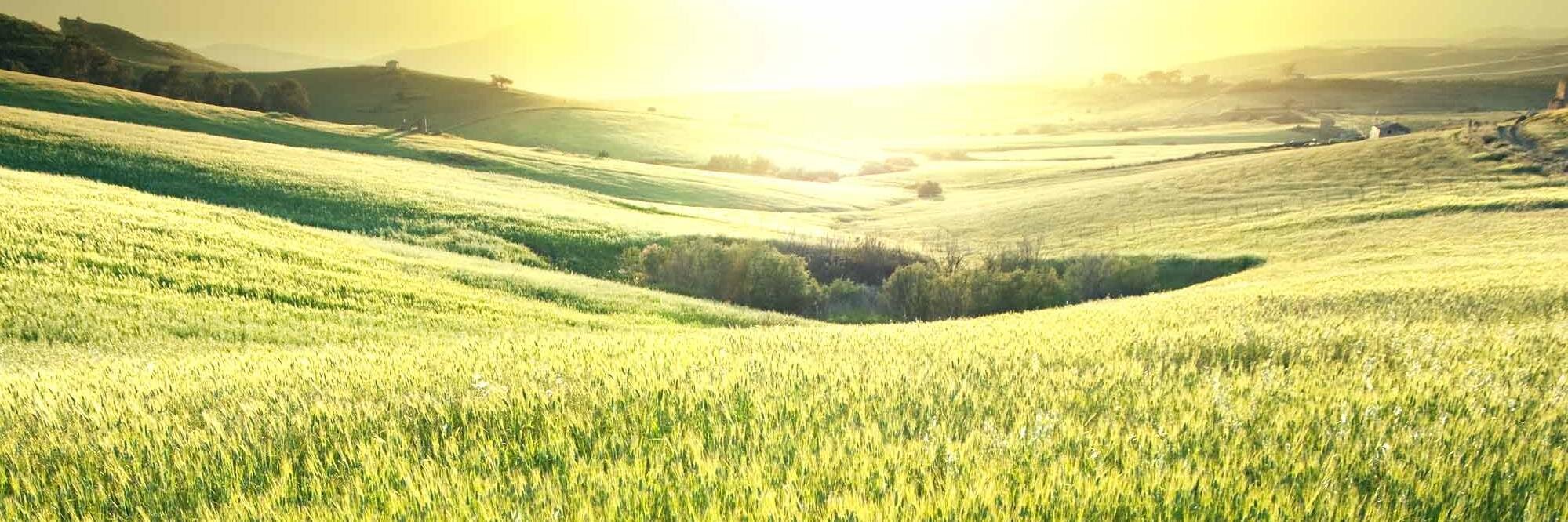 CTGrassfedBeef's profile banner image