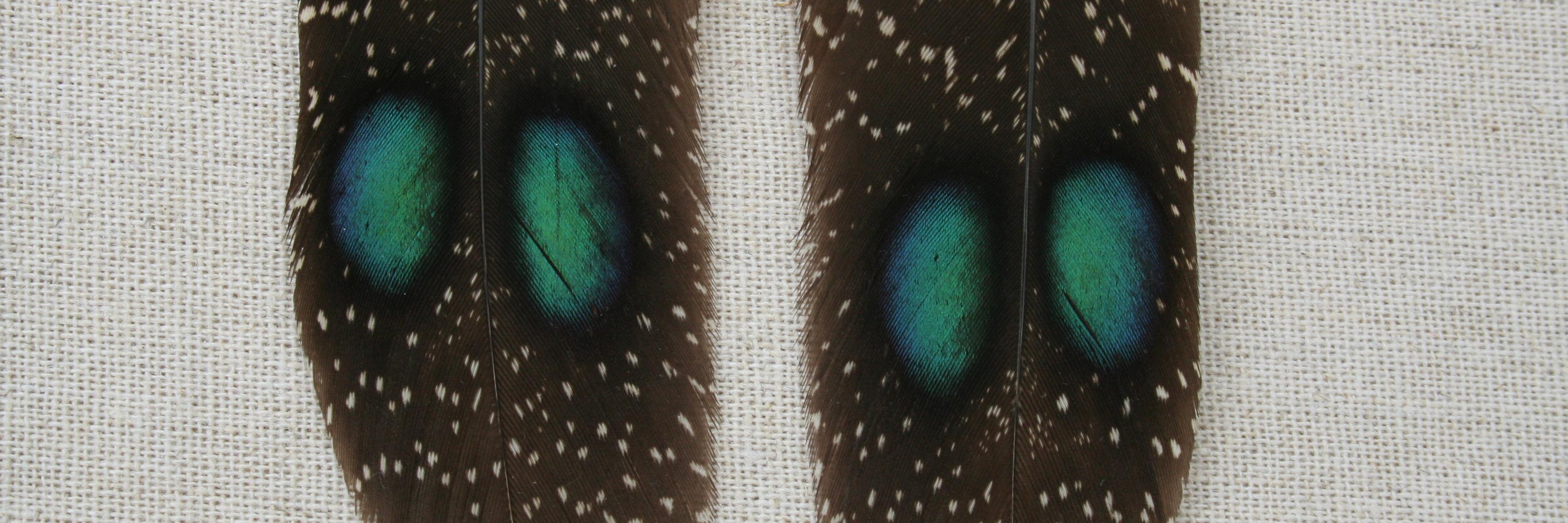 MinorFragment's profile banner image