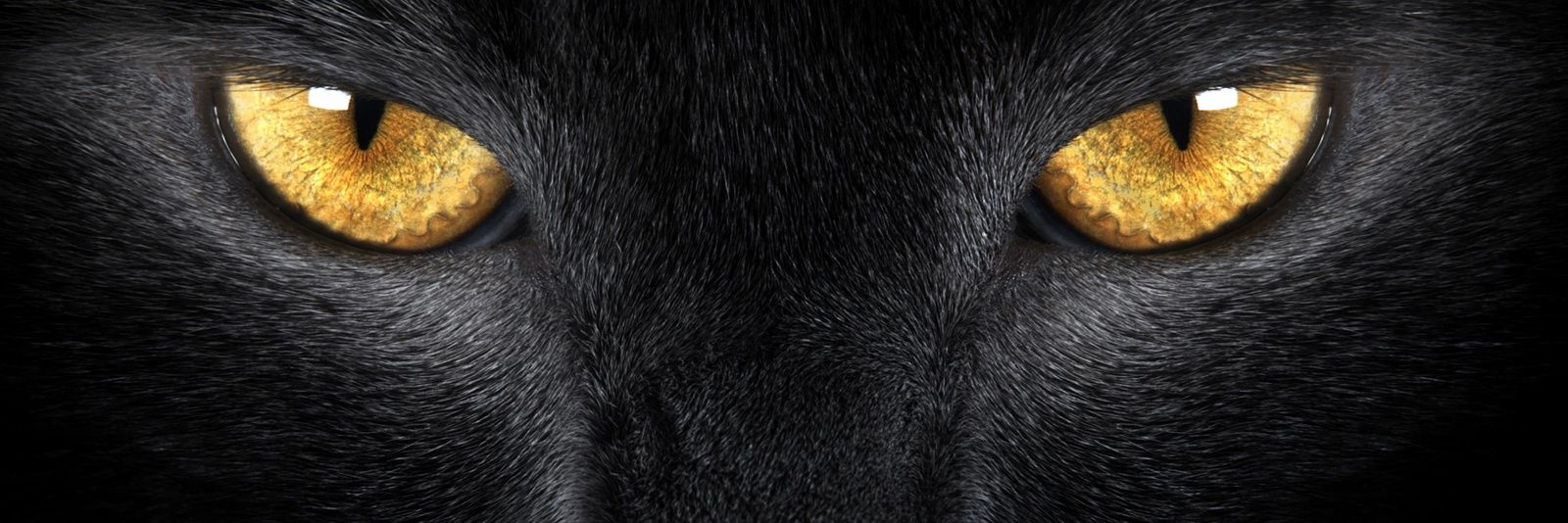 macasheila's profile banner image