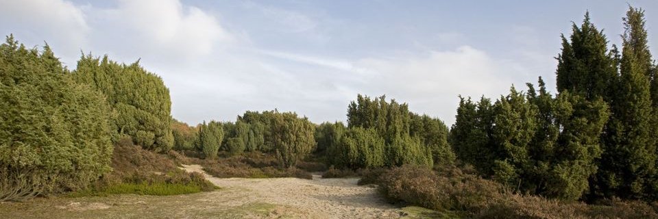 BerjacqueFrans's profile banner image