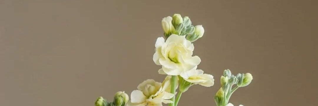 Suzan66301's profile banner image