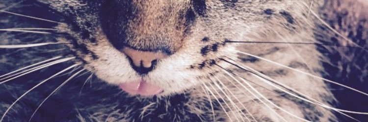 coachkitty's profile banner image