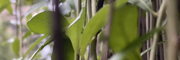 sumukhisuresh Profile Banner