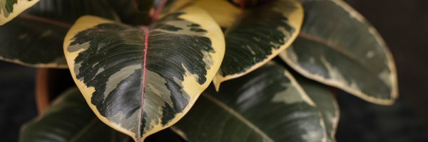 davidcreates Profile Banner