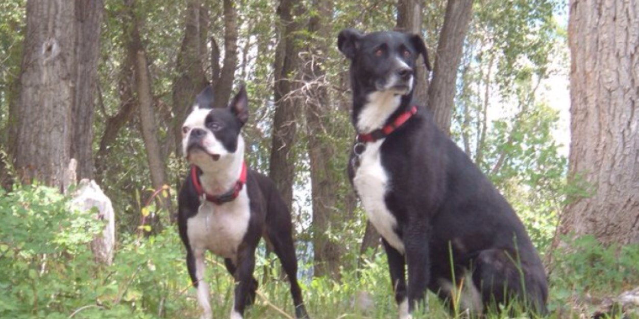 Suzanne Covington banner