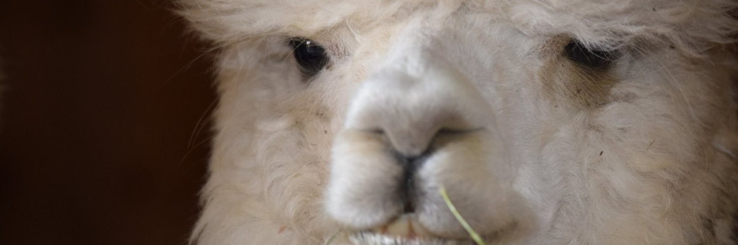 Haley Mitchell banner