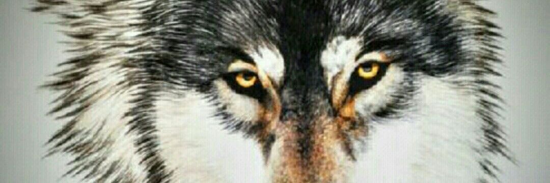 wiloflo's profile banner image