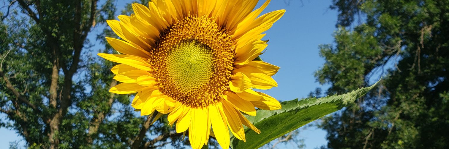 KateFrankenhoff's profile banner image