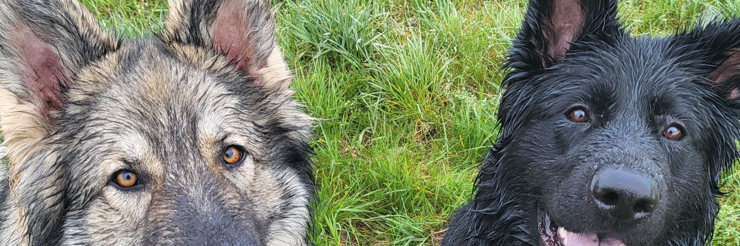 pbochent's profile banner image
