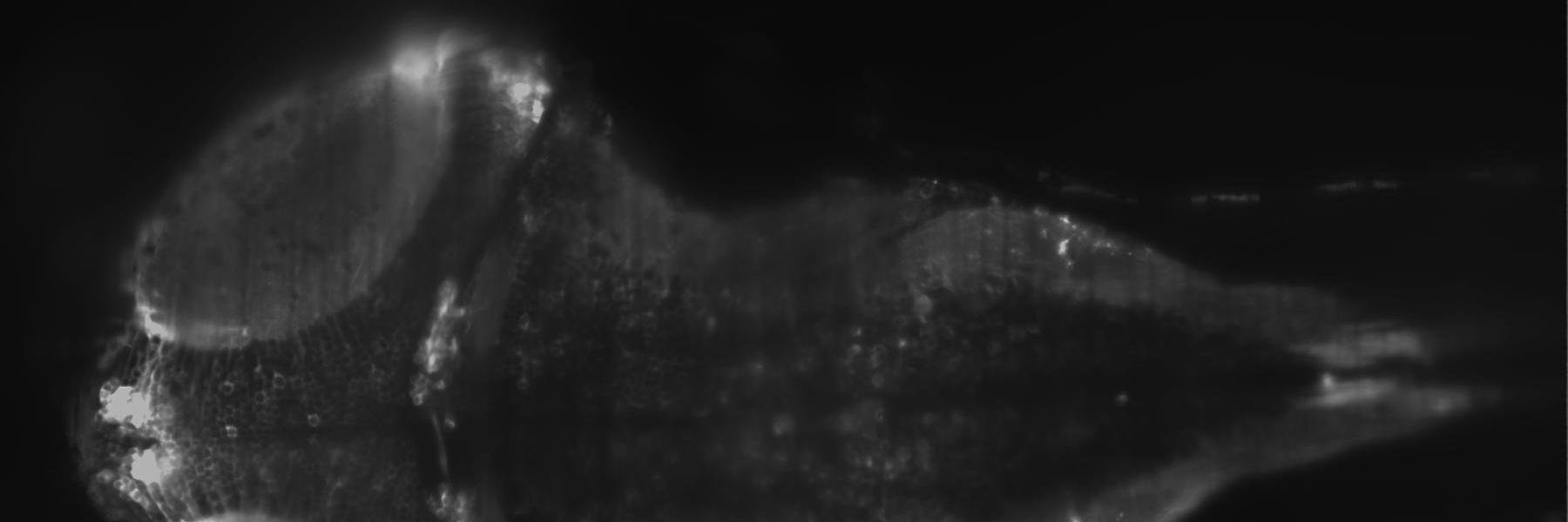 Adrien Jouary banner