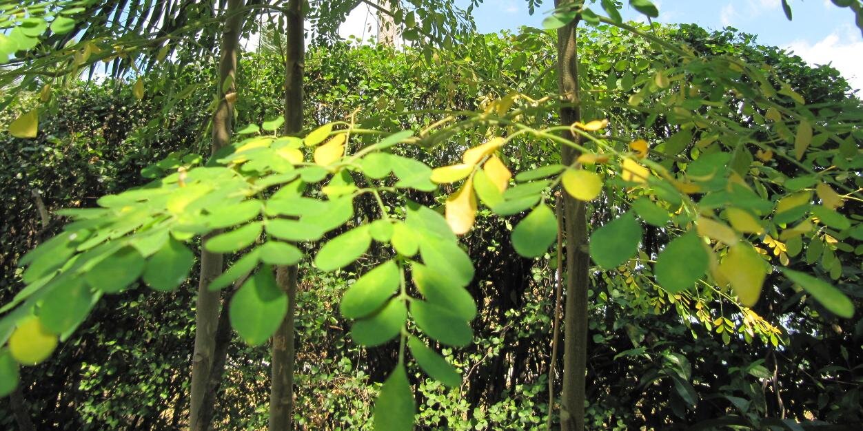 col_moringa's profile banner image