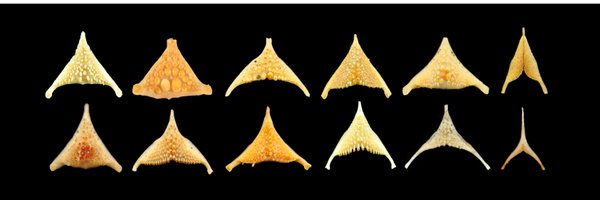 cichlidosaurus Profile Banner