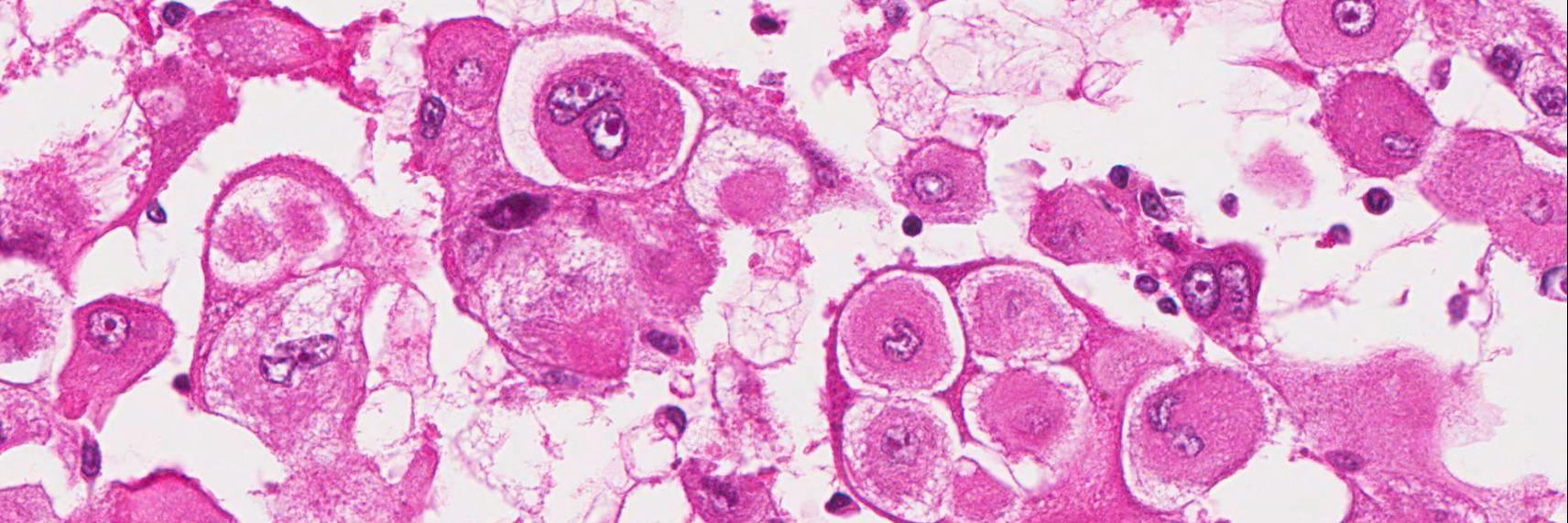 Chris Przybycin, MD banner