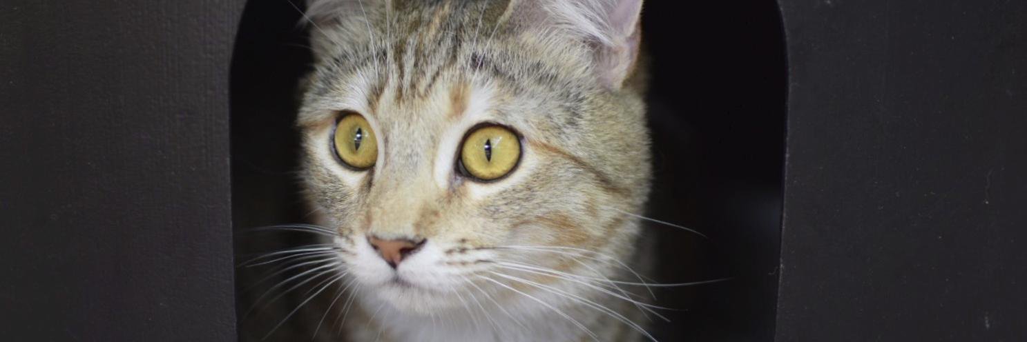 ASAP cat shelter (@asap_cats) / Posts / X