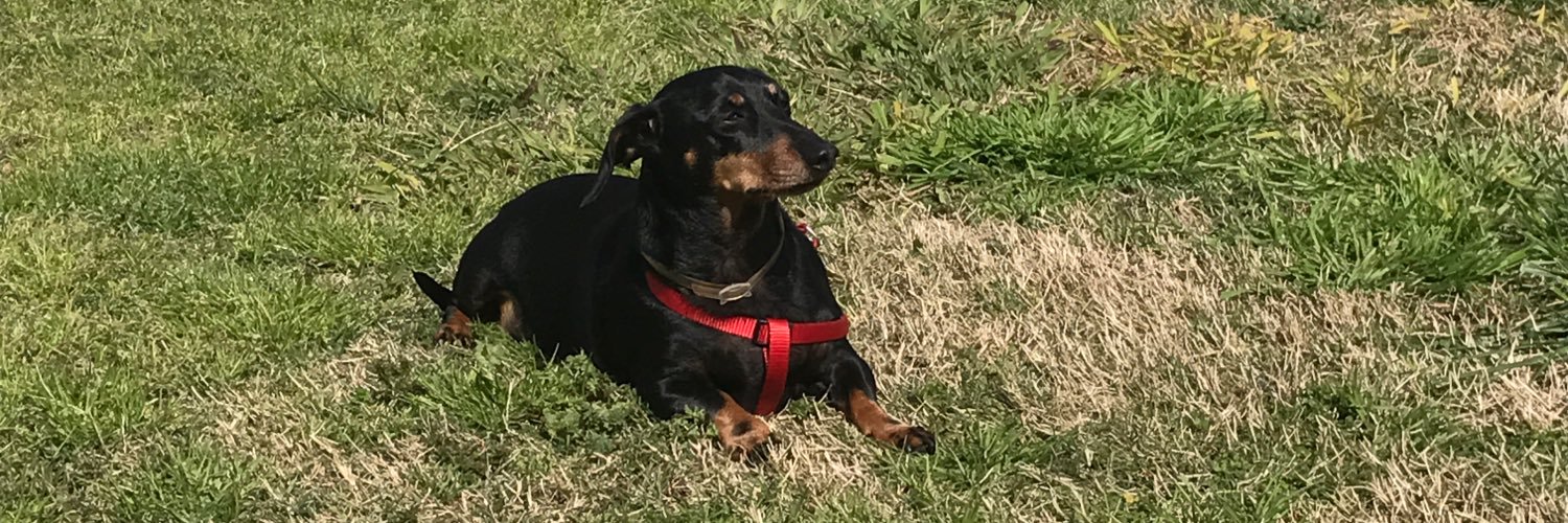 DylaPaul's profile banner image