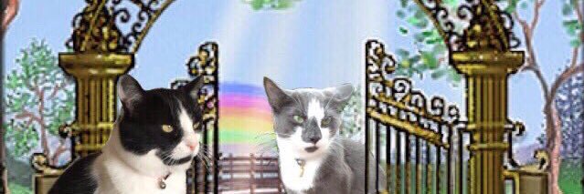 Chester 🏴󠁧󠁢󠁳󠁣󠁴󠁿 banner