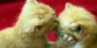 dhilqi's profile banner image