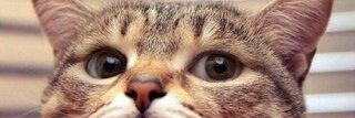 mustikamaulia's profile banner image