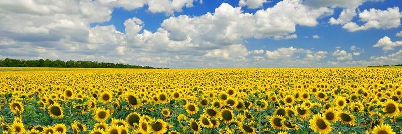 марійка вогник's banner