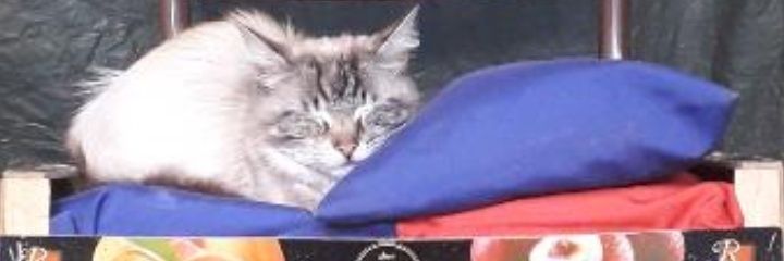 max_canteloup's profile banner image