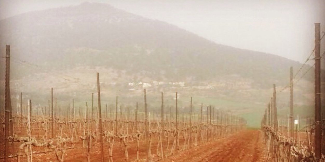 NetofaWinery's profile banner image